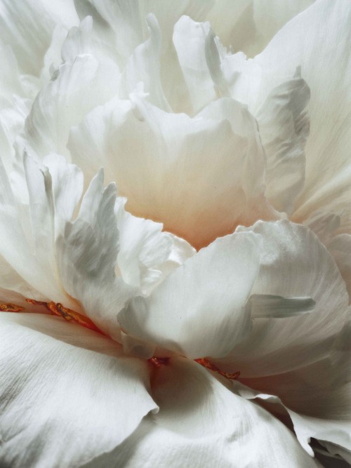 Fleurs Juin