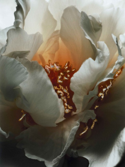 Fleurs Juin