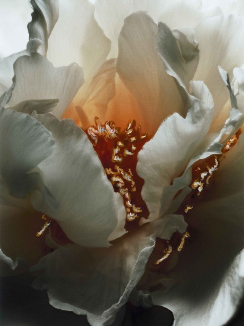Fleurs Juin