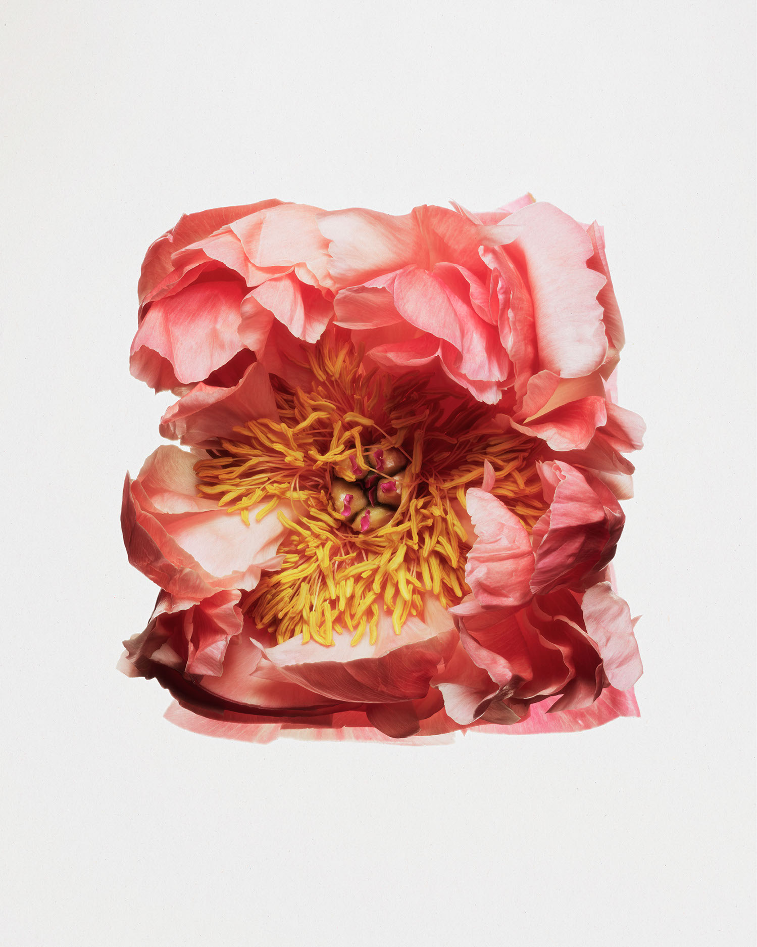 Fleurs Kraft - Myriam Bonaglia