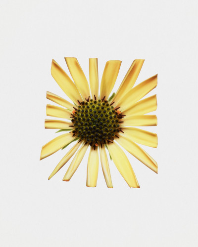 Fleurs Kraft - Myriam Bonaglia