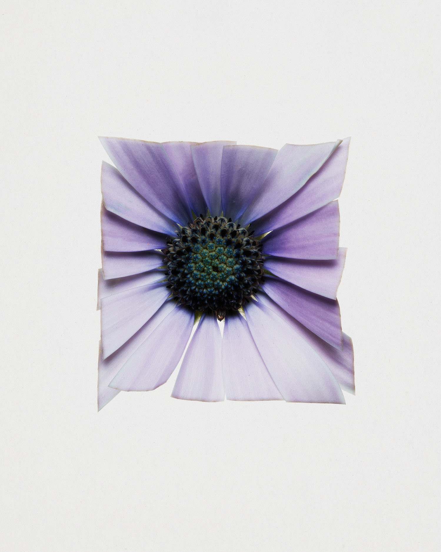 Fleurs Kraft - Myriam Bonaglia