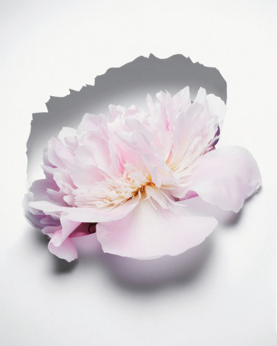 Fleurs Kraft - Myriam Bonaglia