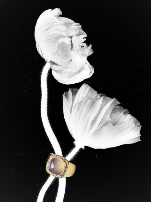 Fred - Jewelry