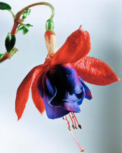 M le Monde - Fleurs