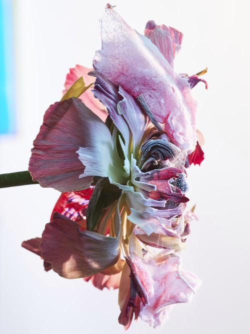 Floracide w/ Florian Joye